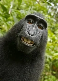 Meme chúc ngủ ngon hài mang đến những lời chúc ngọt ngào đầy hài hước, giúp bạn ngủ ngon.