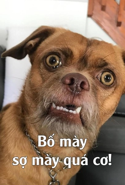 Meme chó cute làm tan chảy trái tim của người xem.