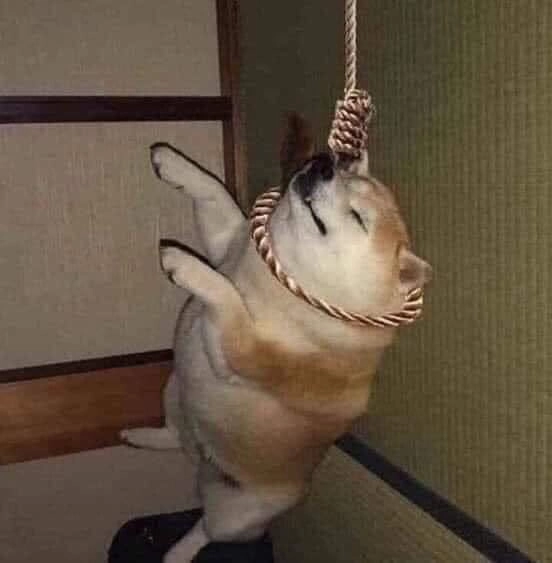 Chó meme hài là lựa chọn tuyệt vời để giải trí.