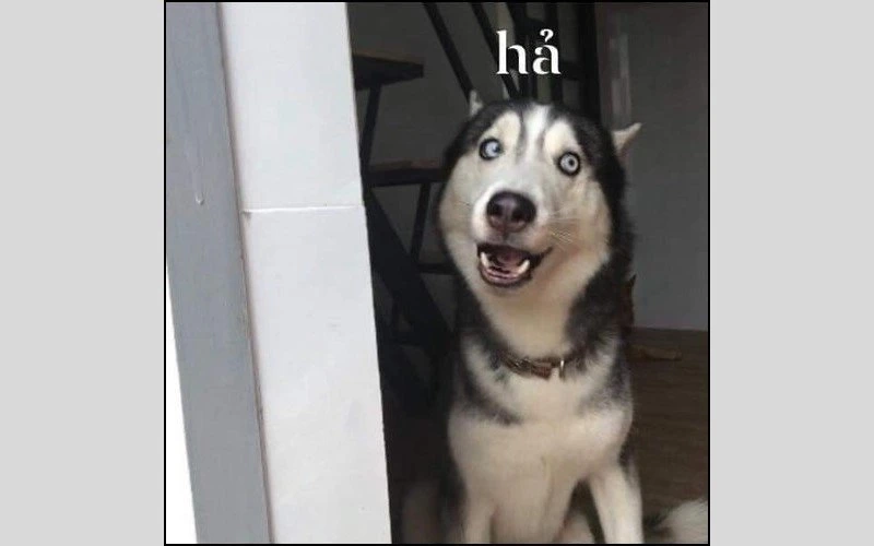 Hình chó meme đem lại niềm vui mỗi ngày cho bạn.