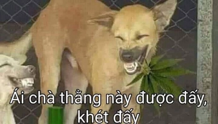 Meme chó shiba cầm súng thể hiện nét hài hước sáng tạo.