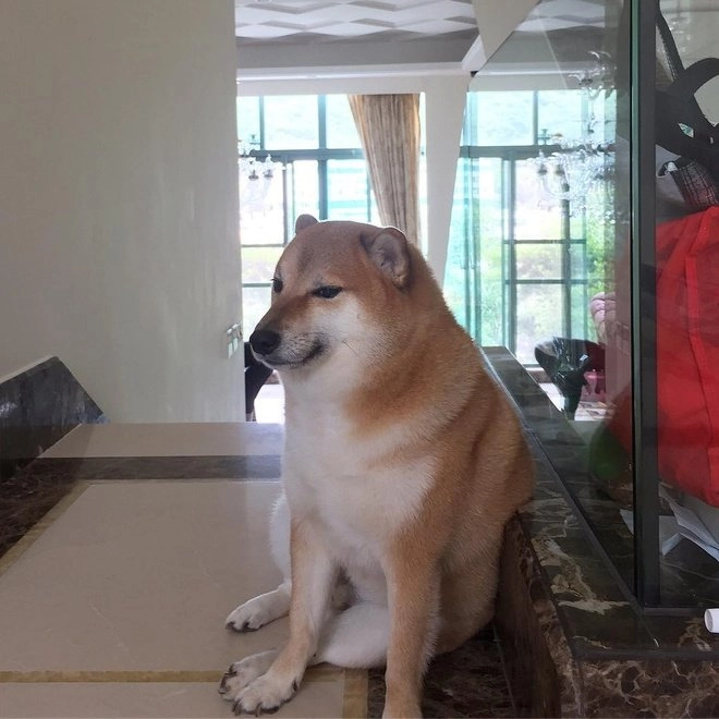 Ảnh meme con chó lan tỏa tiếng cười đến mọi người.