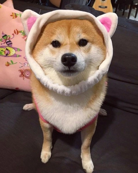 Meme chó khóc thể hiện cảm xúc hài hước, đầy sáng tạo.
