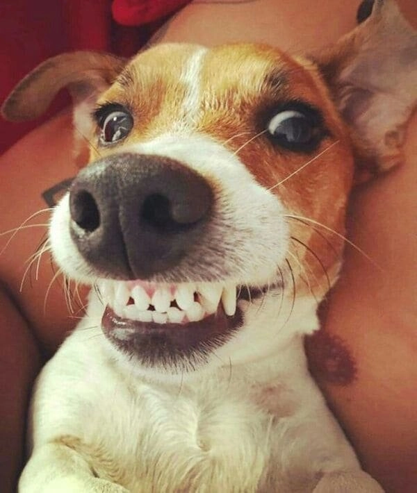 Meme chó chỉ tay gây ấn tượng mạnh nhờ sự hài hước độc đáo.