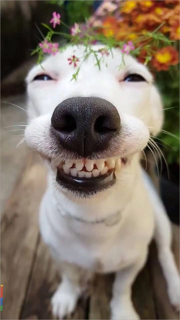 Avatar chó meme giúp bạn nổi bật trên mọi nền tảng.