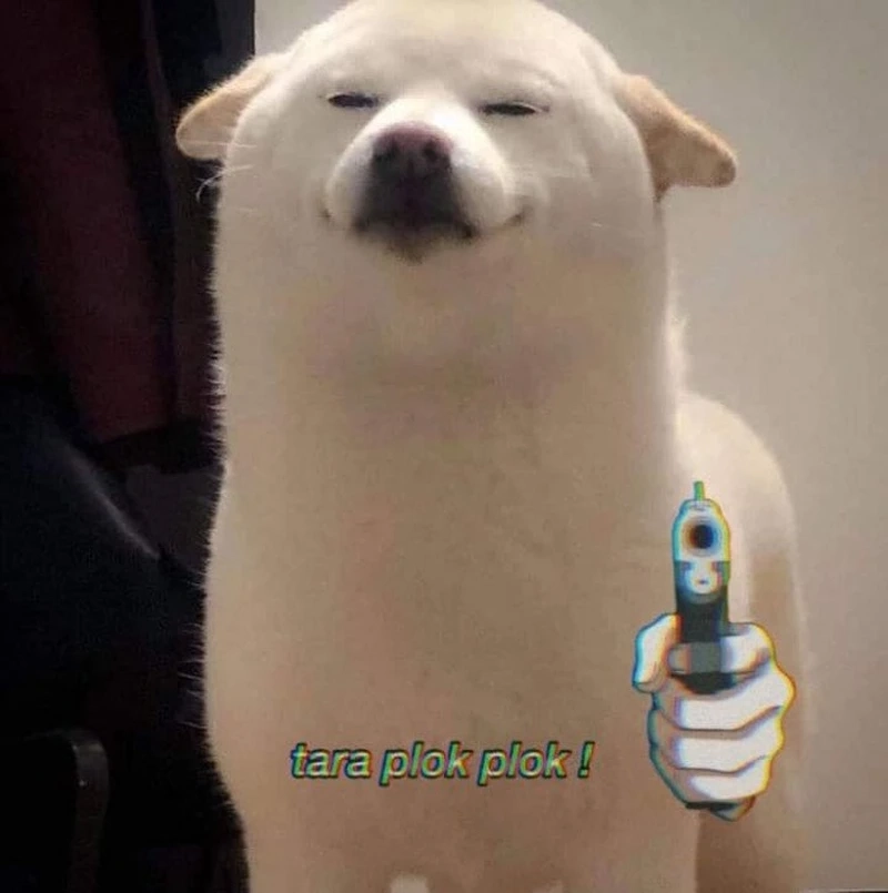 Chó sục bò meme gây ấn tượng với biểu cảm dễ thương.