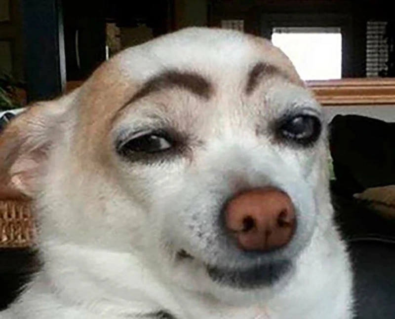 Meme chó chihuahua mang lại sự hài hước đáng yêu khó cưỡng.