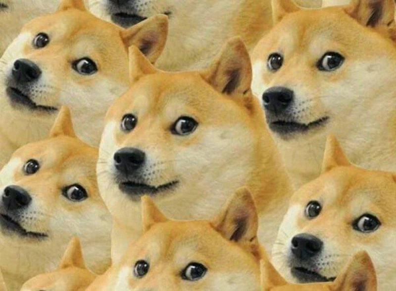 Meme 2 con chó mang đến tiếng cười gấp đôi niềm vui.