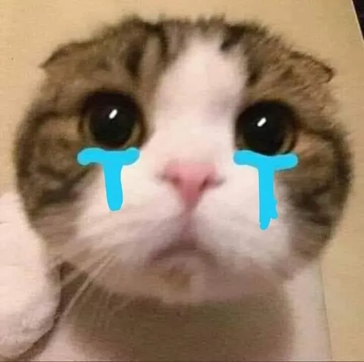 Cat cry when holding phone meme với biểu cảm vừa buồn vừa ngố.