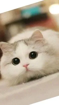 Meme cat crying hài hước với hình ảnh biểu cảm siêu hài.