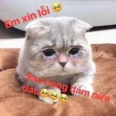 Meme crying cat độc đáo, phù hợp với mọi tình huống trò chuyện.