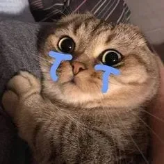 Cat meme crying siêu hài, khiến bạn cười không ngớt!