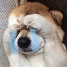 Meme pepe cry là sự lựa chọn hoàn hảo để giải trí mọi lúc.