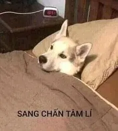Meme frog cry độc đáo với biểu cảm hài không thể cưỡng lại.