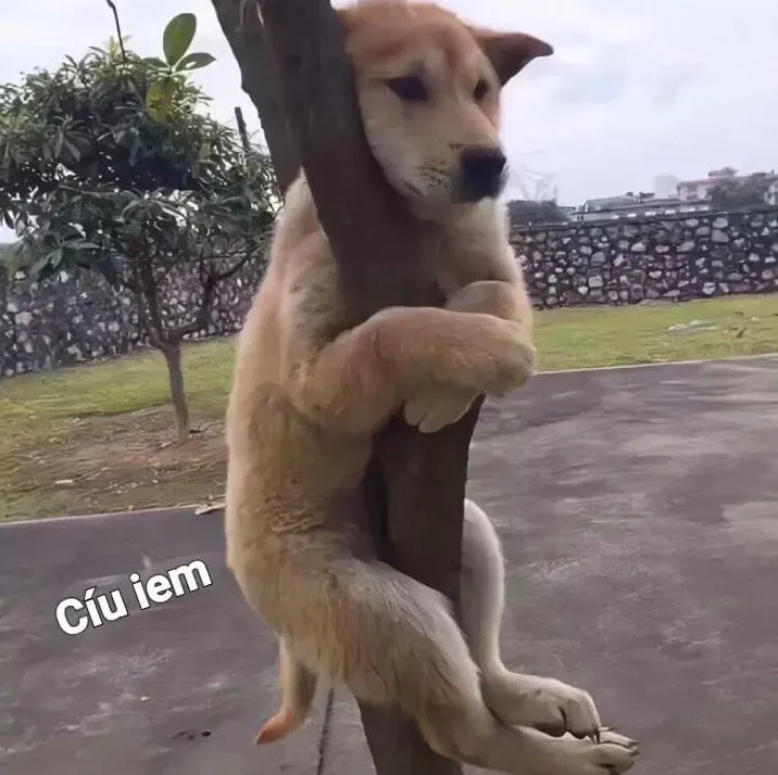Crying girl and chad meme, hình ảnh đầy ý nghĩa và hài hước.