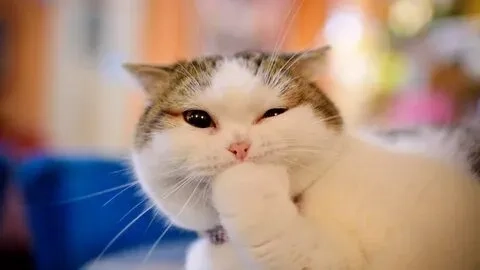 Hình mèo meme hài vô cùng dễ thương và vui nhộn, phù hợp với mọi tâm trạng.