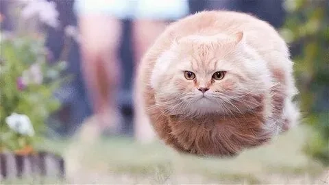 Meme ảnh hài hước cute mang lại những khoảnh khắc thú vị và đáng yêu không thể nào quên.