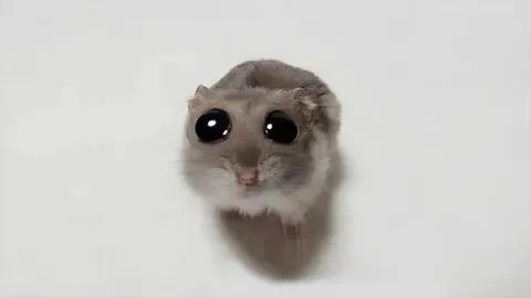 Meme hài cute khiến bạn phải “tan chảy” với sự dễ thương và những tình huống hài hước.