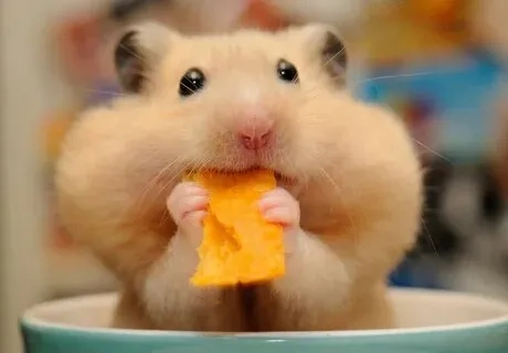 Hài hước cute ảnh người que meme là sự kết hợp hoàn hảo giữa sự hài hước và dễ thương.