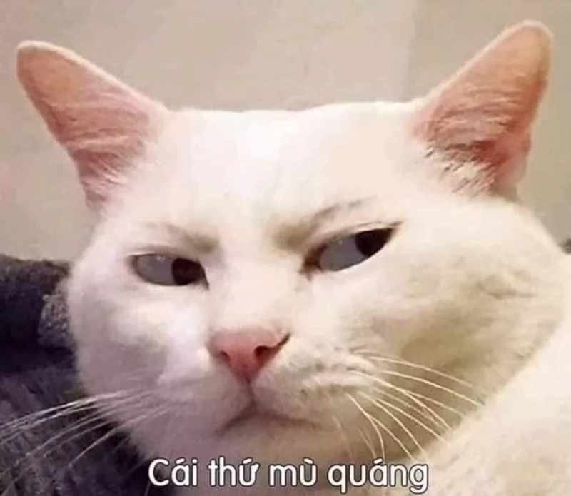 Dễ thương icon ảnh meme cute, mang lại niềm vui nhỏ nhắn.