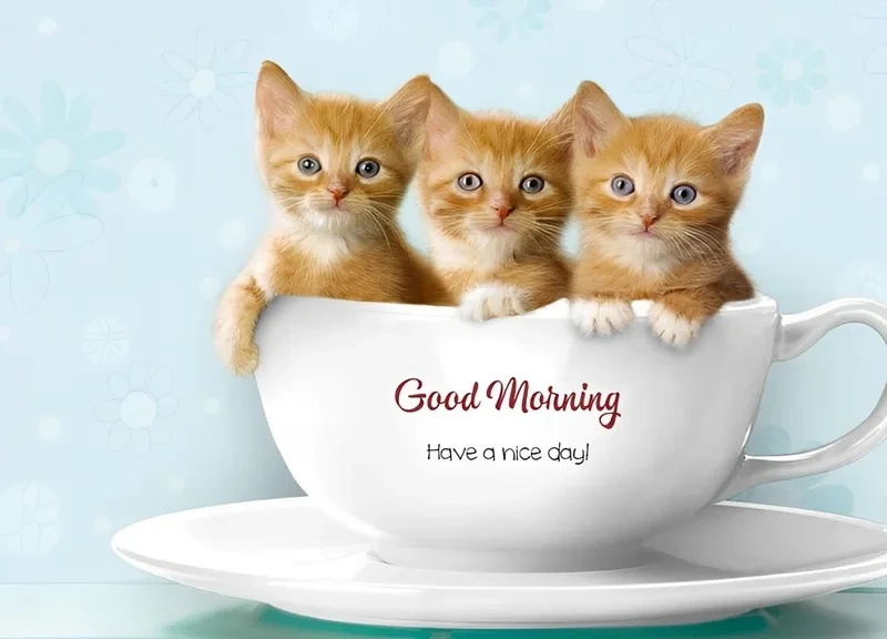 Ảnh hello meme làm mọi cuộc gặp gỡ thêm thú vị và dễ thương hơn.