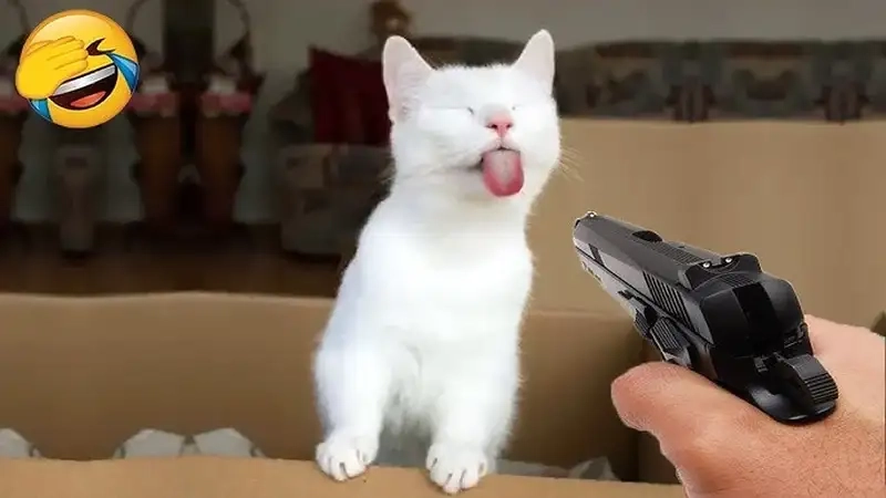 Mèo thả tim meme cực cute, không thể bỏ qua!