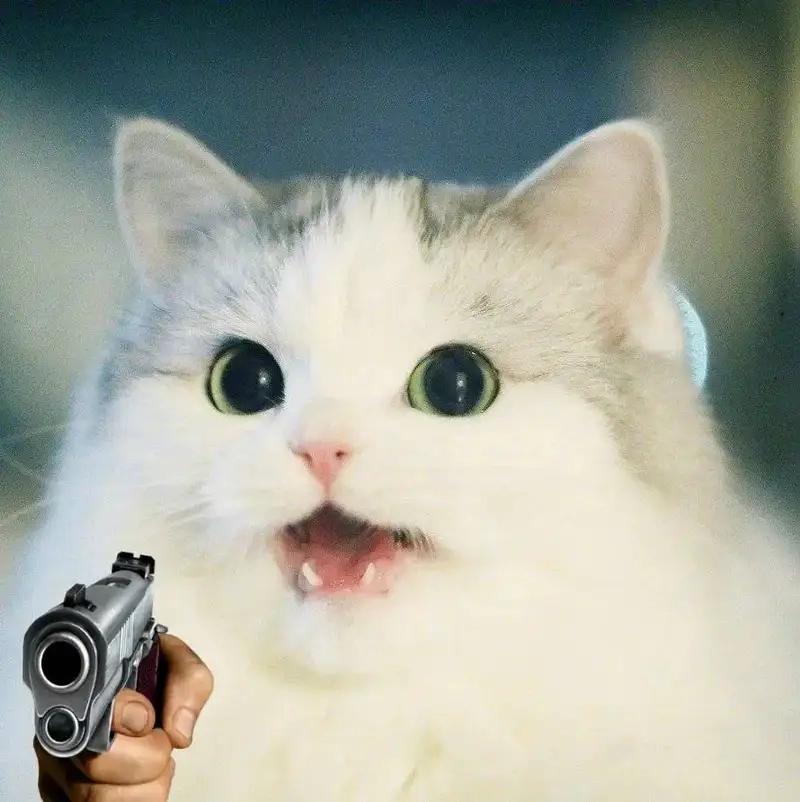 Meme trái tim mèo cute sẽ làm bạn cảm thấy thật ấm lòng.