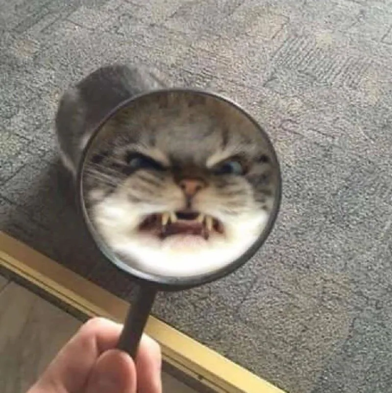 Meme mèo giận siêu cute, chuẩn ảnh chế viral.