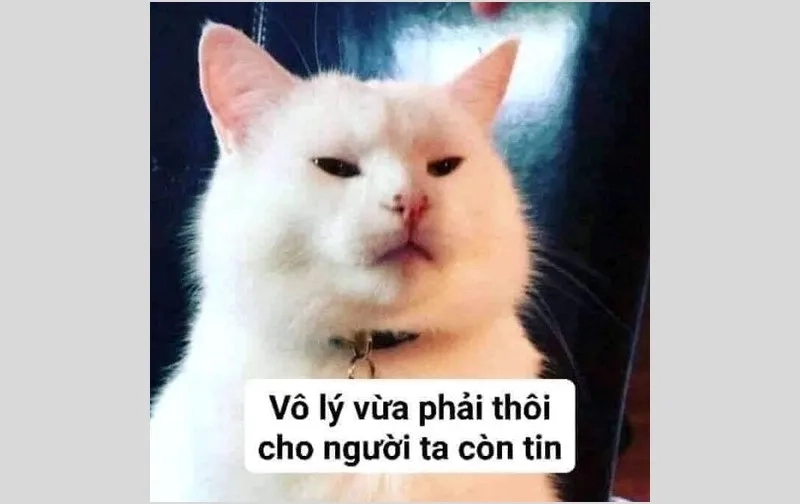 Ảnh meme tức giận hài hước, hợp với mọi cảm xúc.