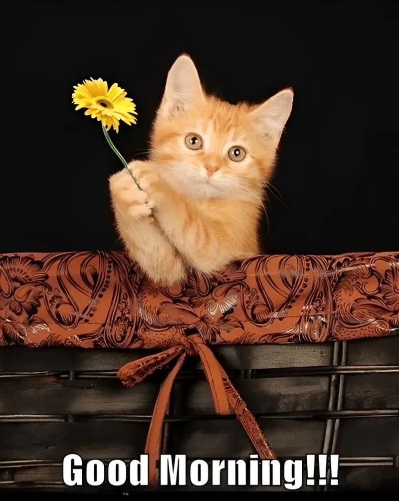 Mèo hello meme dễ thương khiến mọi người muốn cười ngay lập tức.