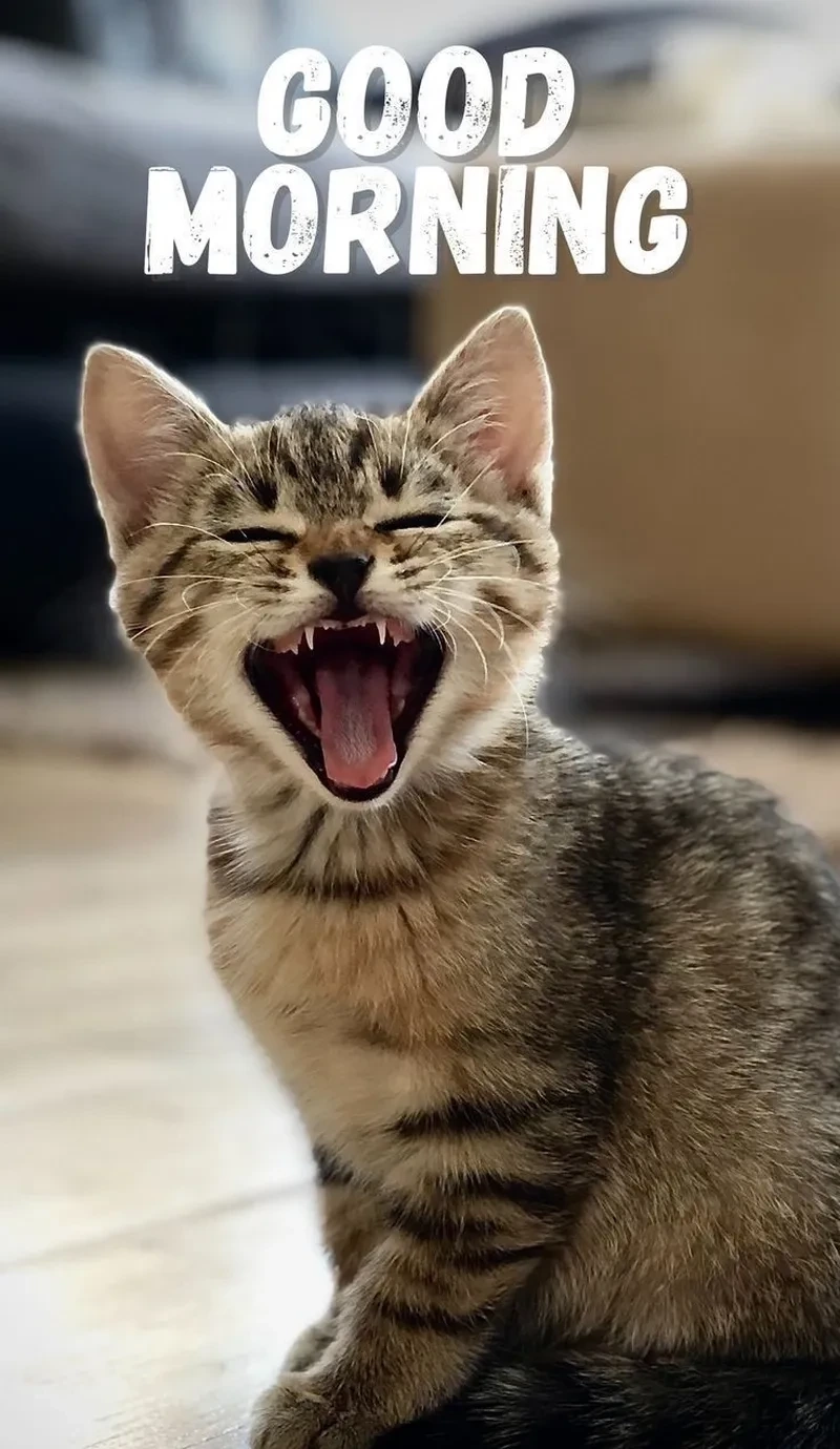 Meme hihi dễ thương tạo nên không khí vui vẻ, giúp xua tan mệt mỏi.