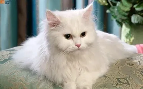 Mèo meme cute thu hút người xem với những biểu cảm đáng yêu và dễ thương.
