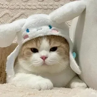 Mèo vô tri meme làm cho người xem phải cười với sự ngây ngô.