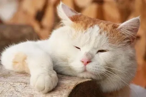 Hình mèo meme luôn tạo cảm giác ngộ nghĩnh và dễ thương.