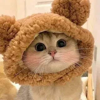 Ảnh meme con mèo khiến mọi người phải mỉm cười vì sự dễ thương.