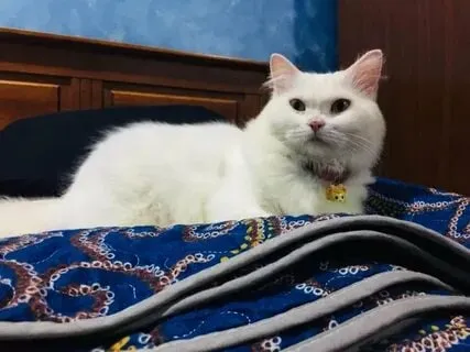 Meme mèo khóc cute mang lại niềm vui và cảm giác dễ chịu.