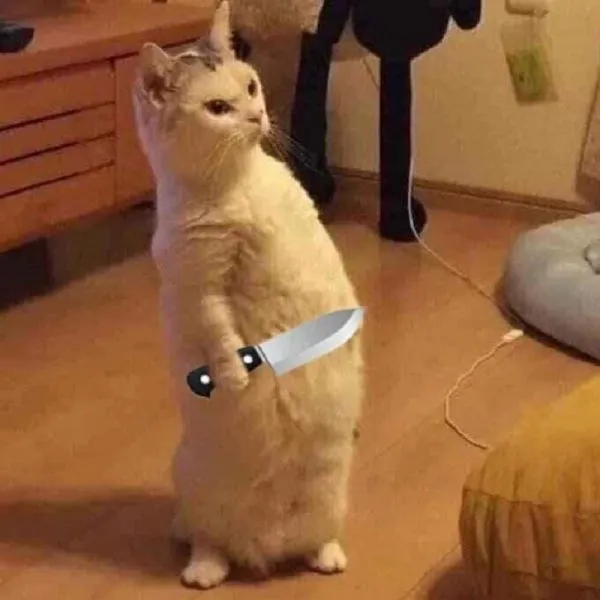 Meme ảnh mèo bựa khiến người xem không thể nhịn cười vì sự ngộ nghĩnh.