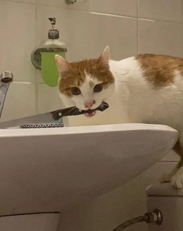 Meme mèo cầm súng gây bất ngờ với sự kết hợp độc đáo và hài hước.