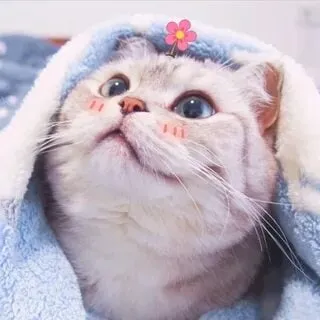 Ảnh mèo meme vô tri làm người xem cười ngất vì vẻ ngoài ngây ngô.