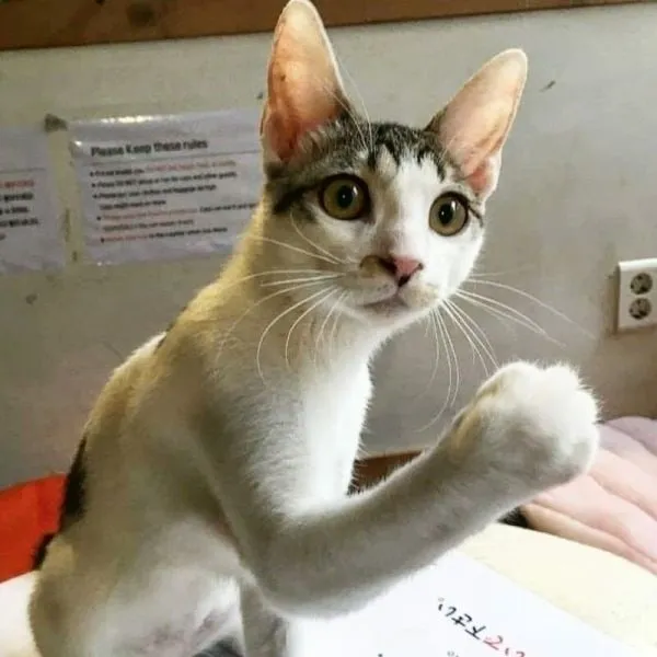Ảnh meme avatar mèo khóc tạo ấn tượng mạnh với người xem.