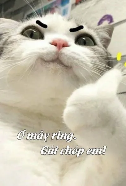 Há mồm meme mèo khóc khiến người xem không thể nhịn cười.