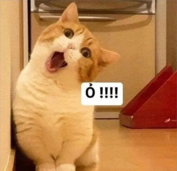 Ảnh con mèo khóc meme thể hiện sự ngây ngô và dễ thương.