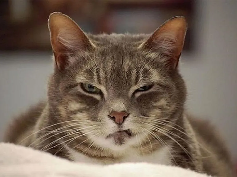 Che miệng meme mèo khóc cute mang đến sự vui nhộn bất ngờ.