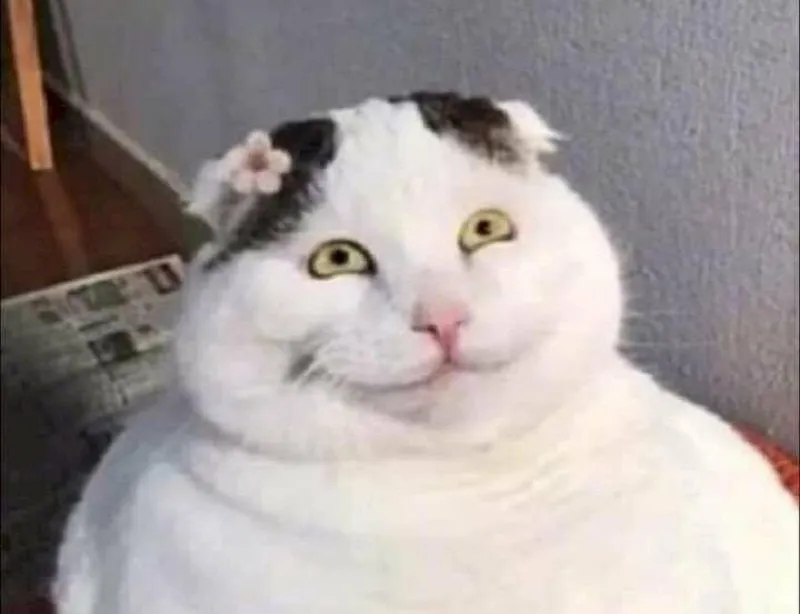 Mèo khóc thét meme mèo khóc thét khiến ai cũng phải bật cười.