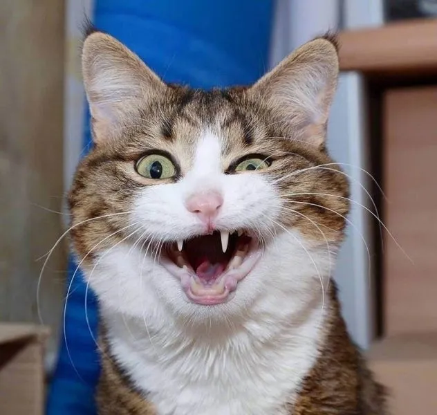 Khóc meme mèo khóc mang đến sự dễ thương và thú vị cho người xem.