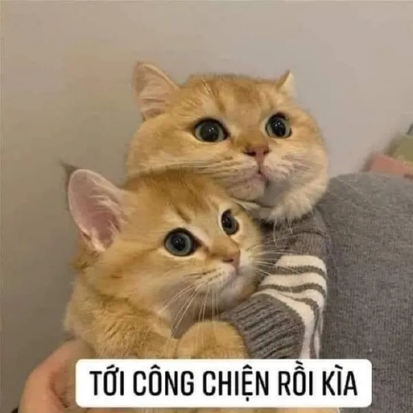 Mèo khóc thét meme mèo khóc thét khiến ai cũng phải bật cười.Mèo khóc thét meme mèo khóc thét khiến ai cũng phải bật cười.
