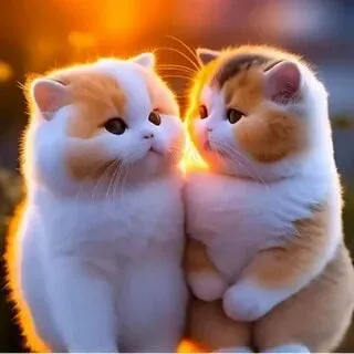 Mèo khóc meme luôn mang đến sự hài hước và cảm động.