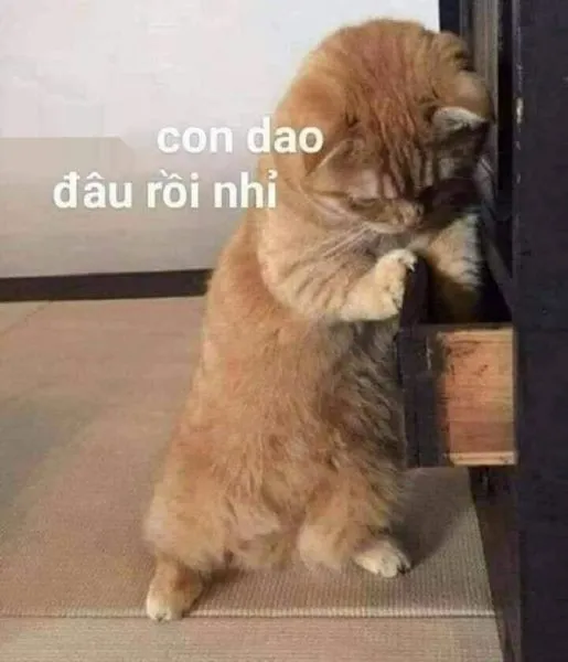 Chú mèo hài meme mèo khóc cute cực kỳ đáng yêu và vui nhộn.