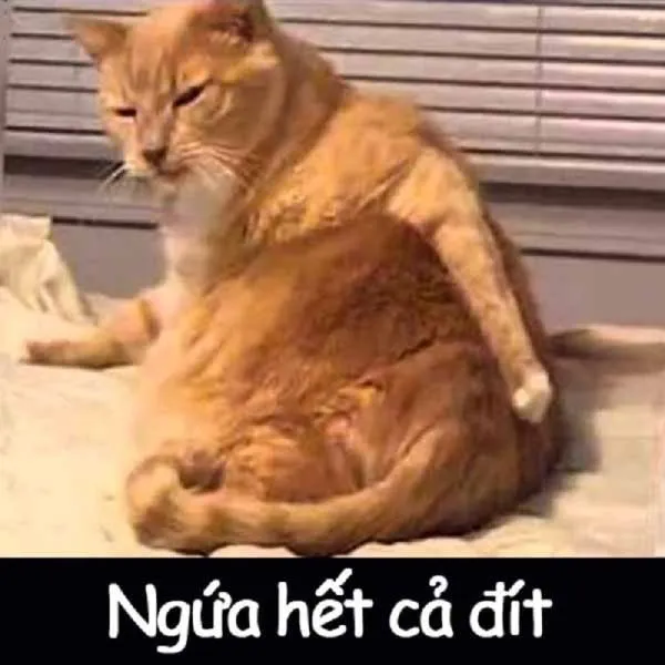 Meme mèo khóc like khiến ai cũng phải bật cười vì sự dễ thương.