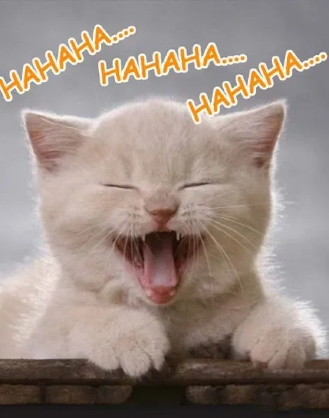 Ảnh meme mèo khóc gây cảm giác vừa buồn vừa hài hước.